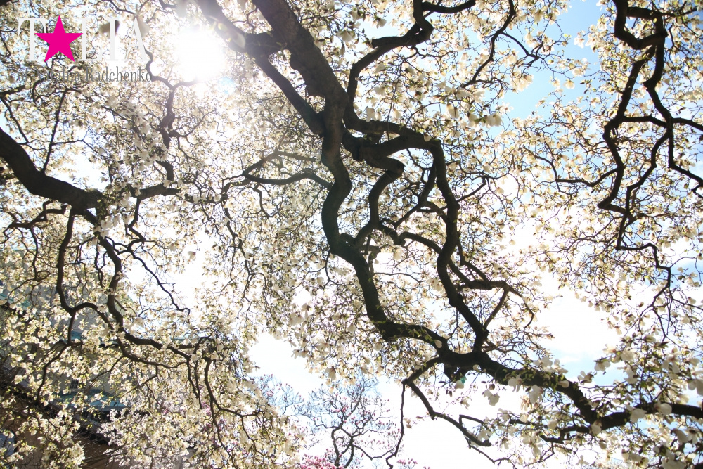 Весна в Бруклинском Ботаническом саду Нью-Йорка (Brooklyn Botanic Garden)