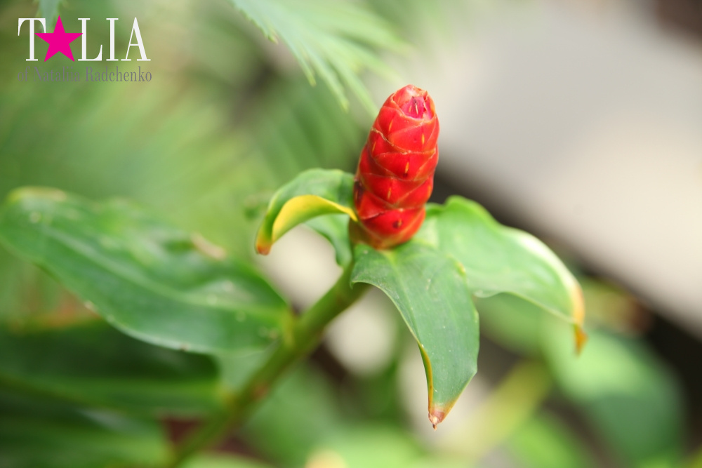 Весна в Бруклинском Ботаническом саду Нью-Йорка (Brooklyn Botanic Garden)