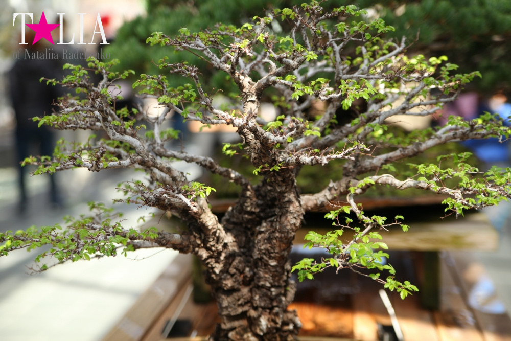 Весна в Бруклинском Ботаническом саду Нью-Йорка (Brooklyn Botanic Garden)