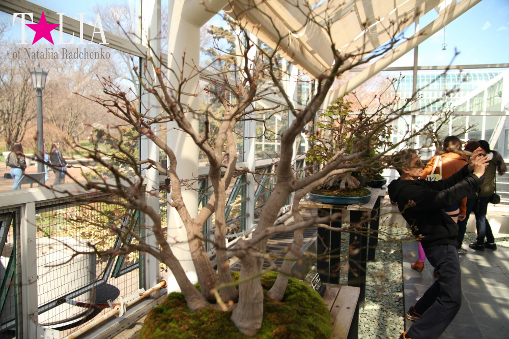 Весна в Бруклинском Ботаническом саду Нью-Йорка (Brooklyn Botanic Garden)