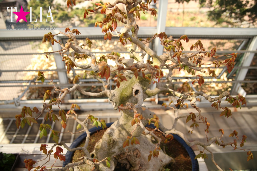 Весна в Бруклинском Ботаническом саду Нью-Йорка (Brooklyn Botanic Garden)