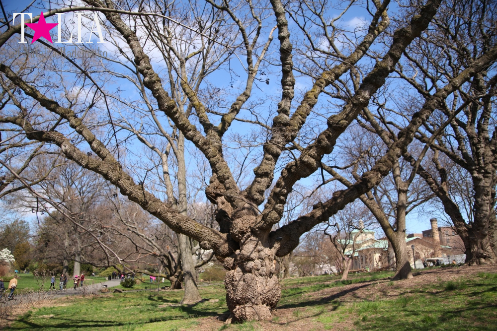 Весна в Бруклинском Ботаническом саду Нью-Йорка (Brooklyn Botanic Garden)