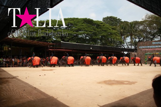 Шоу слонов. Паттайя, Таиланд.