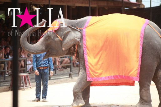 Шоу слонов. Паттайя, Таиланд.