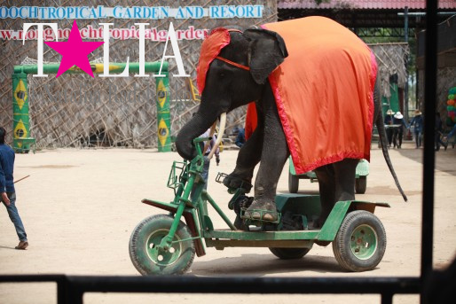 Шоу слонов. Паттайя, Таиланд.