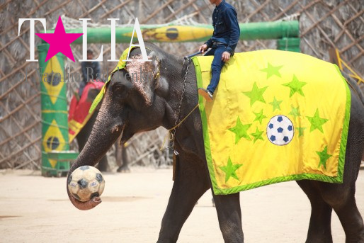 Шоу слонов. Паттайя, Таиланд.