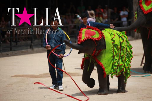 Слоники еще и прекрасные артисты. Паттайя, Таиланд.