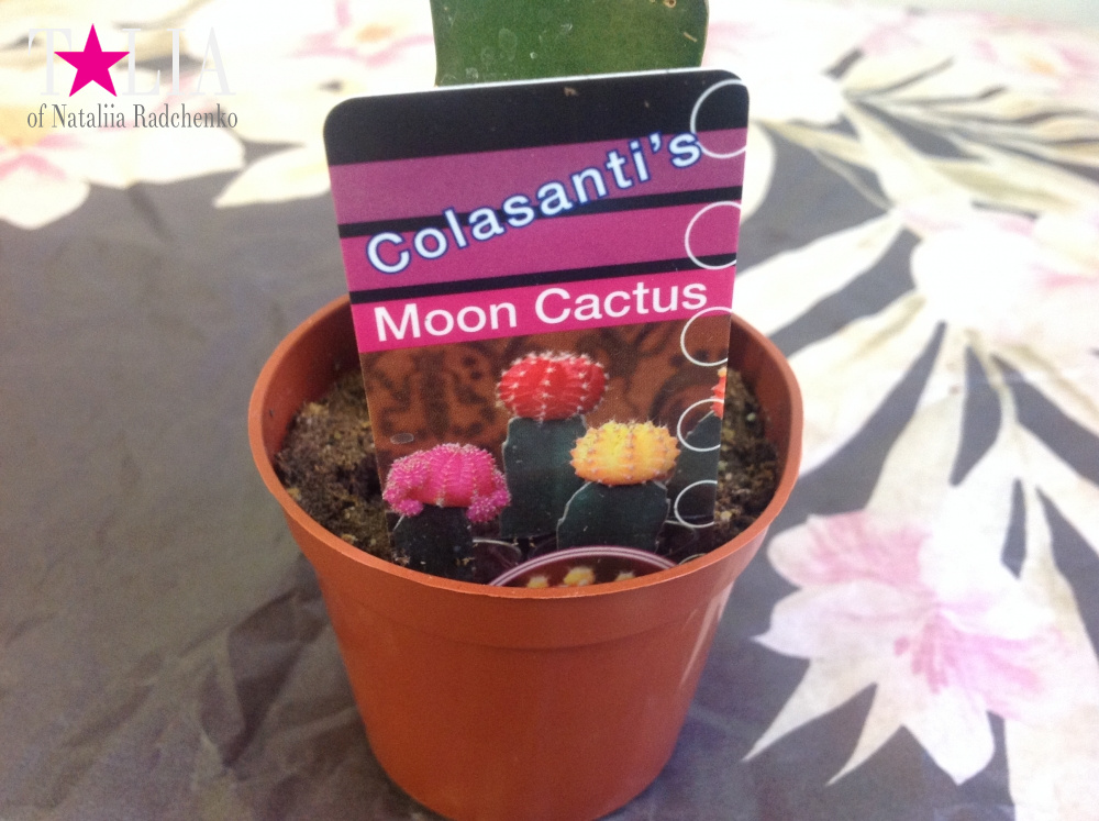 Лунный кактус