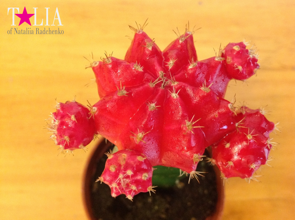 Лунный кактус