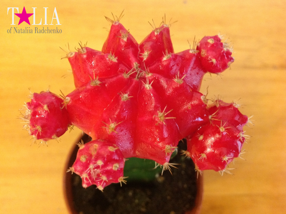 Лунный кактус