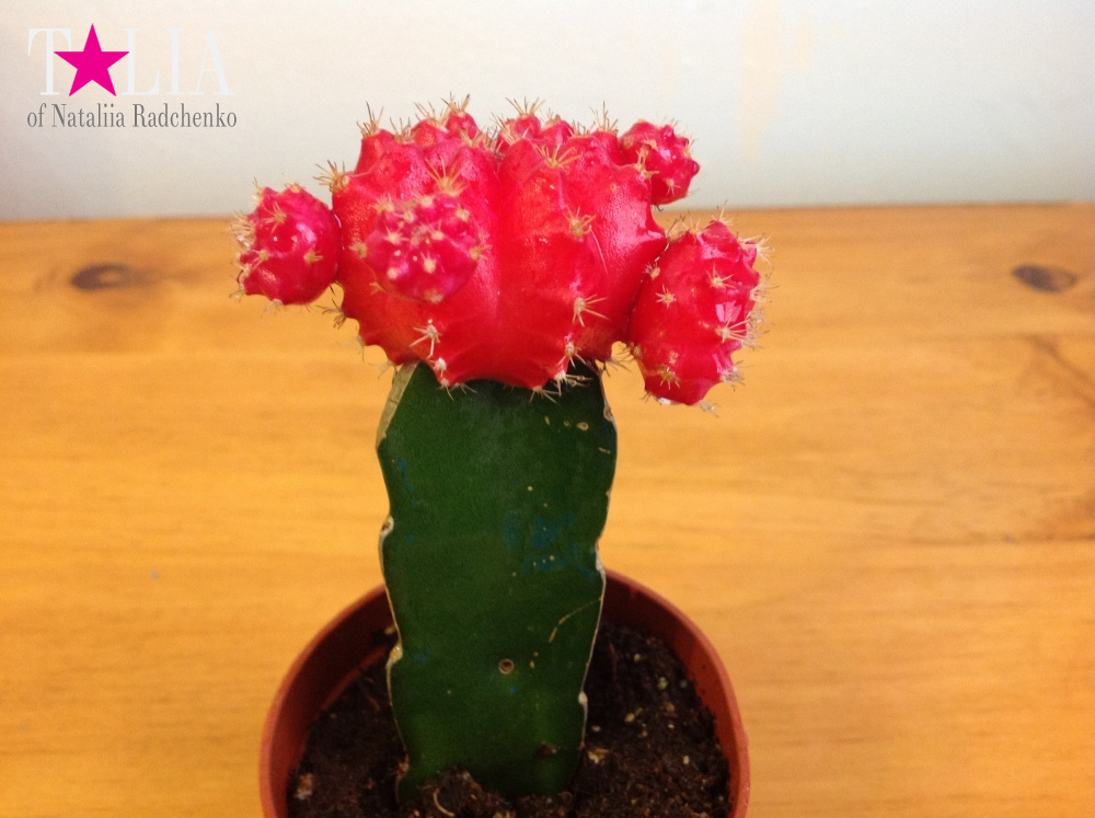 Лунный кактус