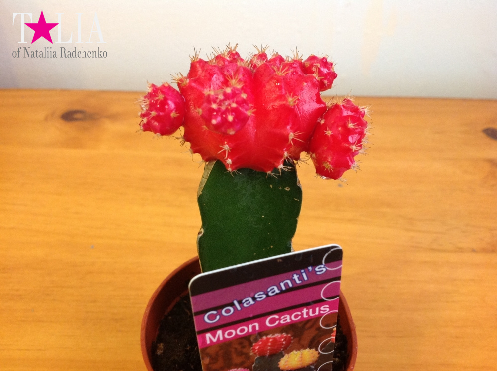 Лунный кактус