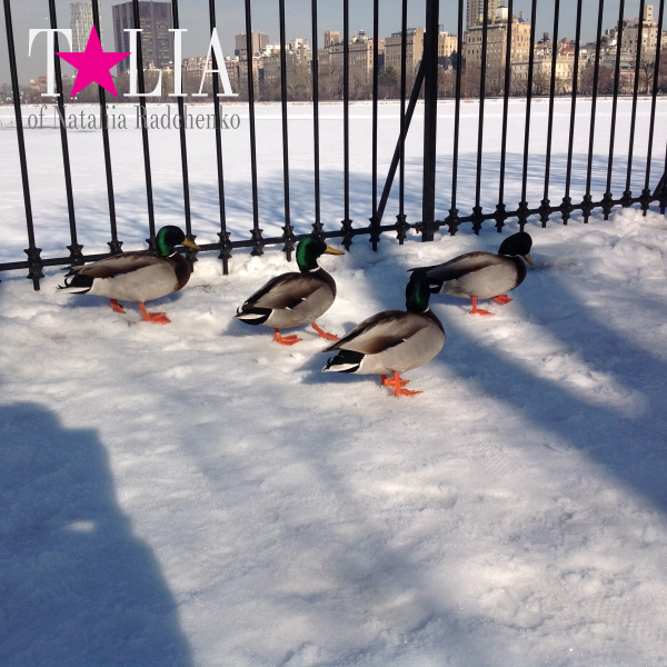 Зимой в Центральном парке, среди братьев наших меньших, главенствуют гуси и утки!
