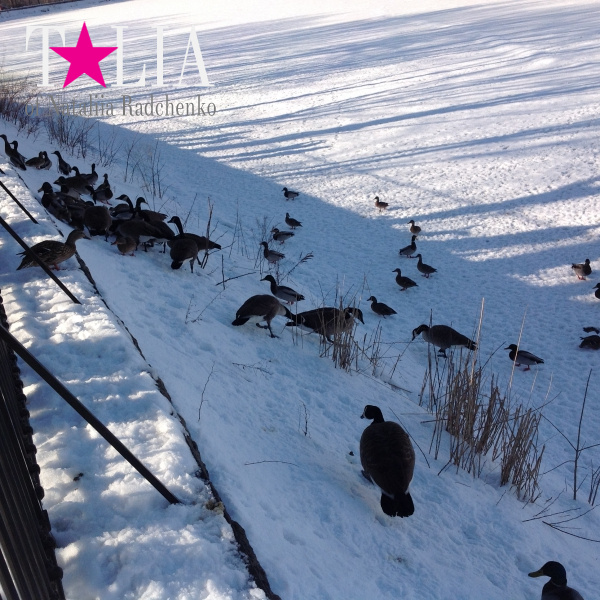 Гуси, утки в Центральном парке Нью-Йорка. Манхэттен