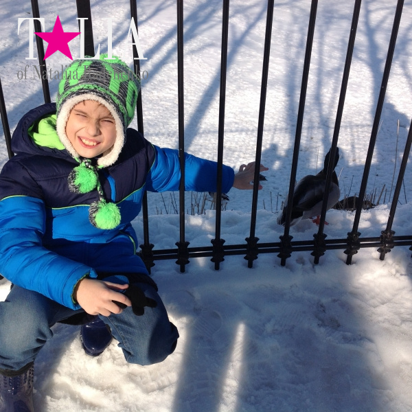 Утки в Центральном парке Нью-Йорка. Манхэттен