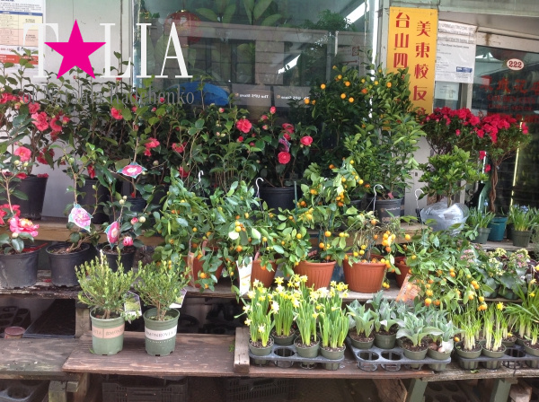 Цветы на любой вкус. Чайна-таун, Манхэттен, Нью-Йорк. (Chinatown)