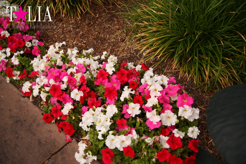 Отель Мираж в Лас Вегасе - оранжерея, Невада, США