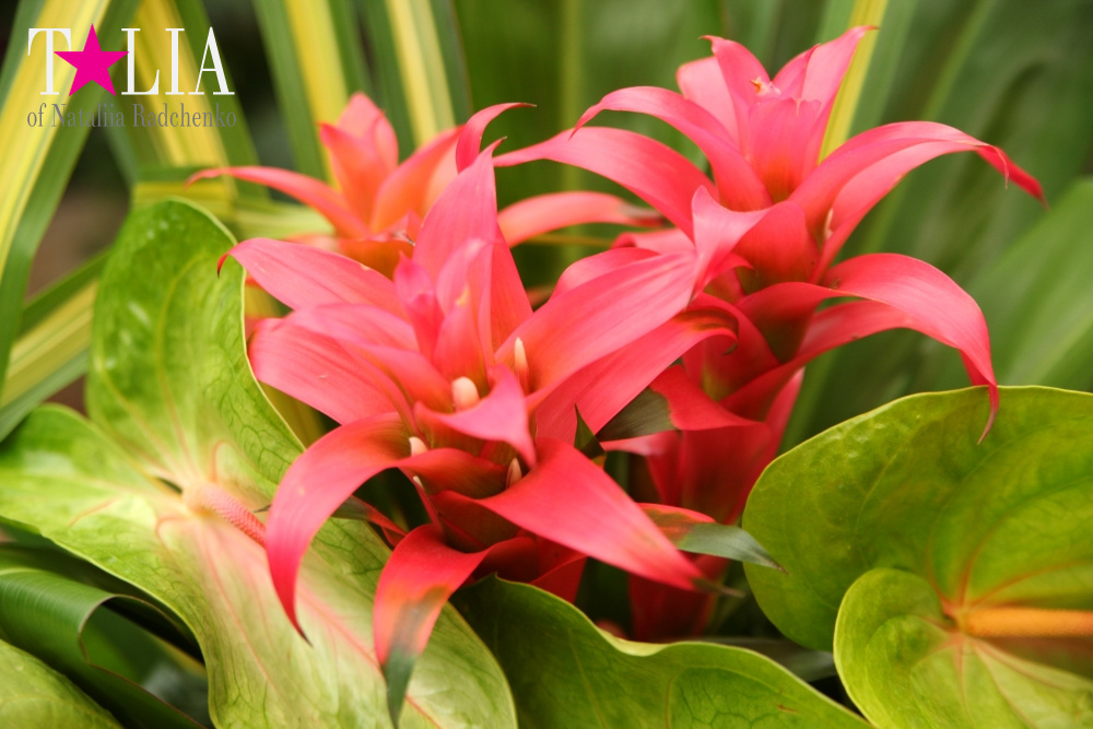 Отель Мираж в Лас Вегасе - оранжерея, Невада, США