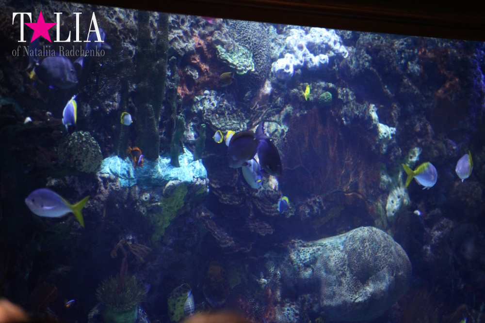 Отель Мираж в Лас Вегасе - оранжерея, Невада, США