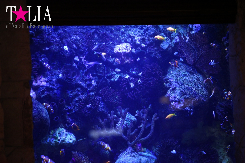 Отель Мираж в Лас Вегасе - оранжерея, Невада, США