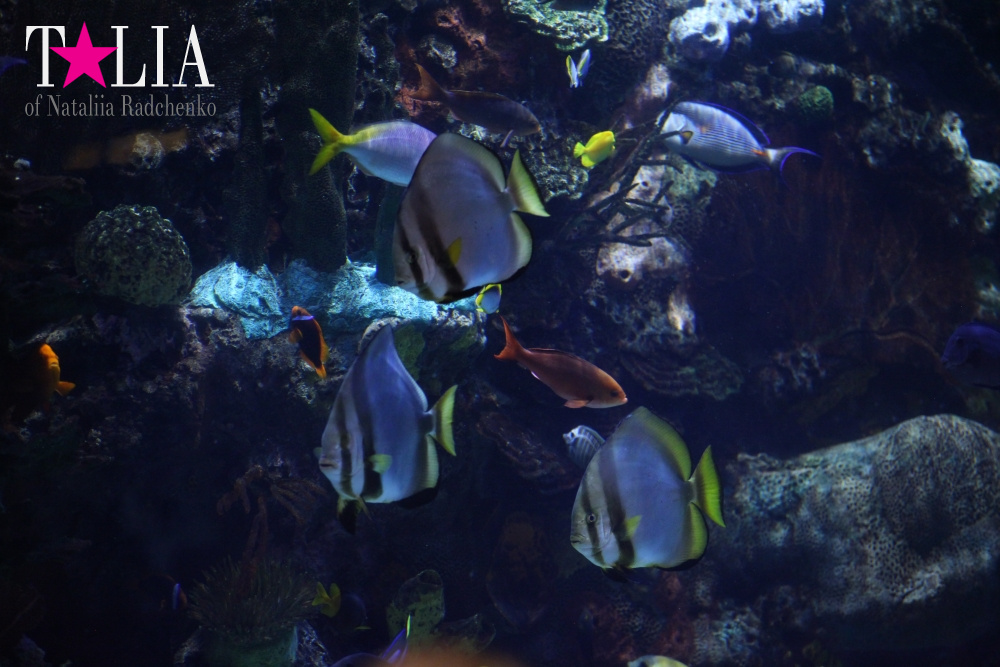 Отель Мираж в Лас Вегасе - оранжерея, Невада, США