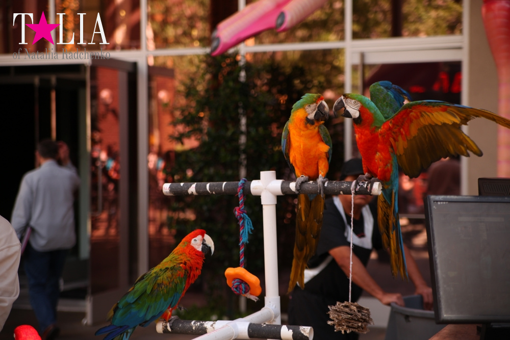 Самое большое в мире Колесо Обозрения в Лас Вегасе