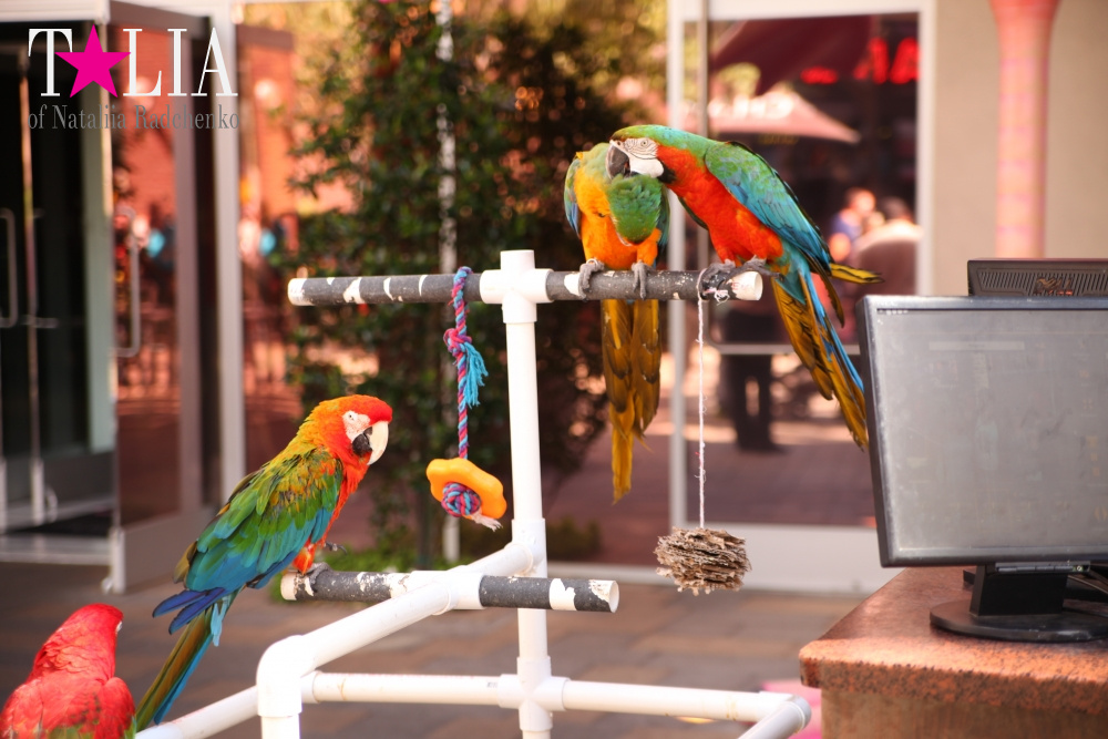 Самое большое в мире Колесо Обозрения в Лас Вегасе