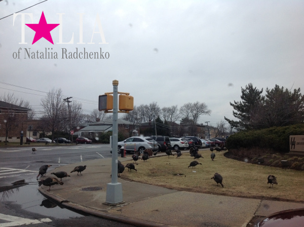 Индюки, дикие гусы и всякая другая живность ходит здесь где хочет! Статен Айленд, Нью-Йорк