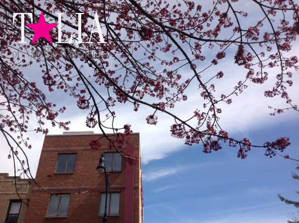 Деревья в цветах ''напоминают'' американцам о приближении Дня матери.