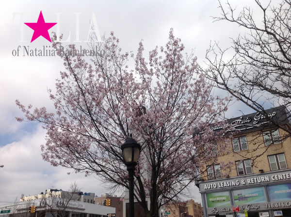 Деревья в цветах ''напоминают'' американцам о приближении Дня матери.