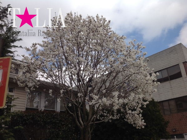 Деревья в цветах ''напоминают'' американцам о приближении Дня матери.