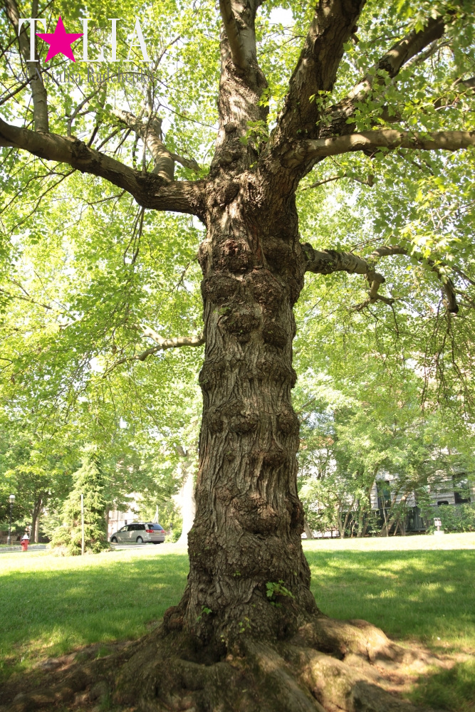 Принстонский Университет в Нью-Джерси, США (2 часть)