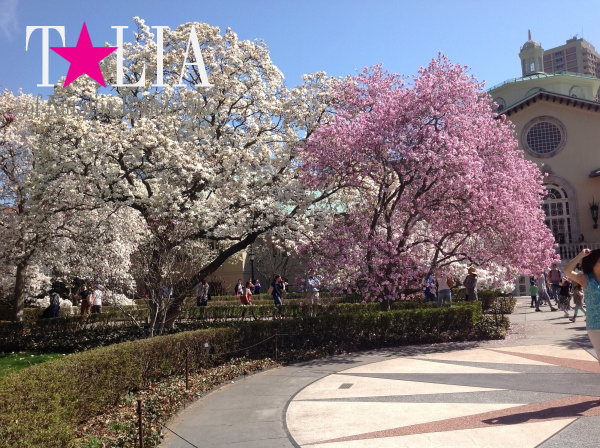 Бруклинский Ботанический Сад в Нью-Йорке (Brooklyn Botanic Garden)
