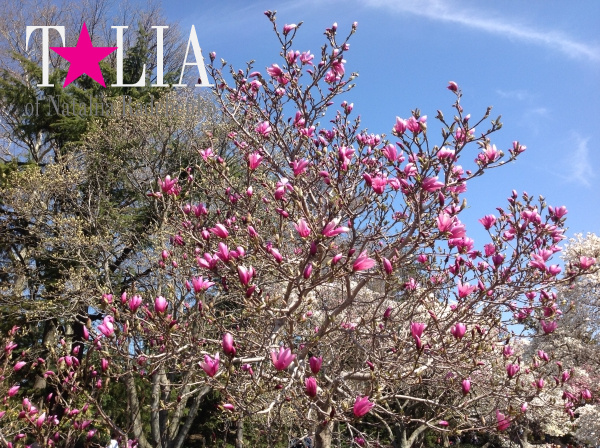 Бруклинский Ботанический Сад в Нью-Йорке (Brooklyn Botanic Garden)