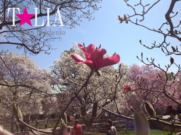 Бруклинский Ботанический Сад в Нью-Йорке (Brooklyn Botanic Garden)