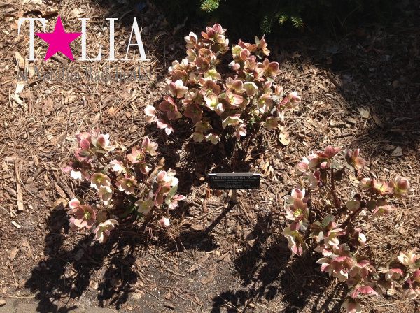 Бруклинский Ботанический Сад в Нью-Йорке (Brooklyn Botanic Garden)