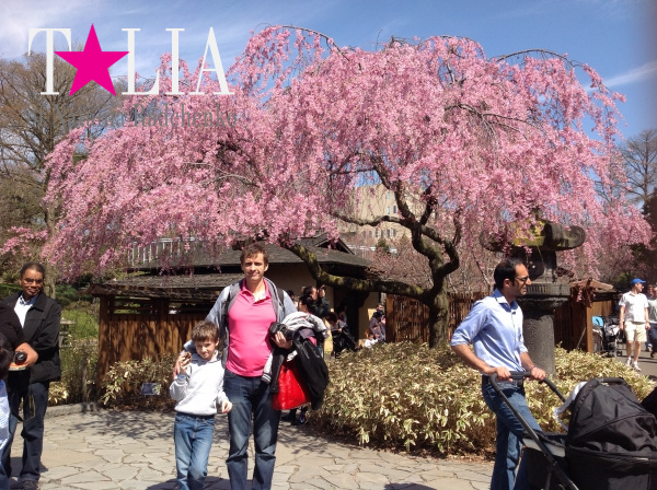 Бруклинский Ботанический Сад в Нью-Йорке (Brooklyn Botanic Garden)