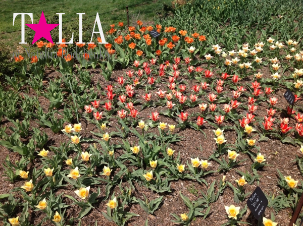 Бруклинский Ботанический Сад в Нью-Йорке (Brooklyn Botanic Garden)