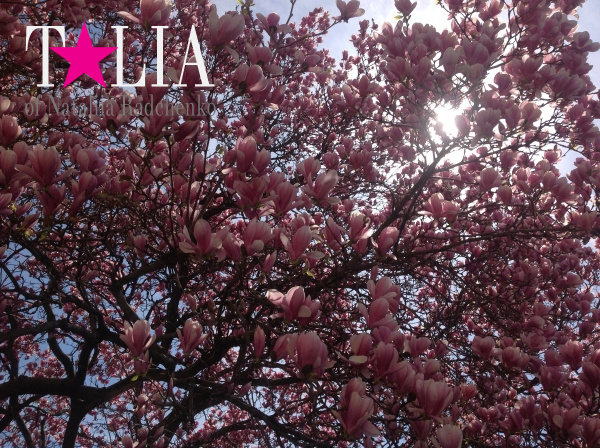 Деревья в цветах ''напоминают'' американцам о приближении Дня матери.