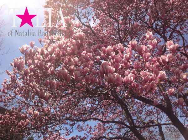 Деревья в цветах ''напоминают'' американцам о приближении Дня матери.