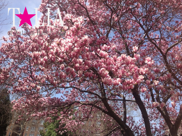 Деревья в цветах ''напоминают'' американцам о приближении Дня матери.