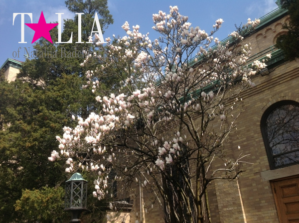 Местная церковь. Роздейл, Квинс, Нью-Йорк.