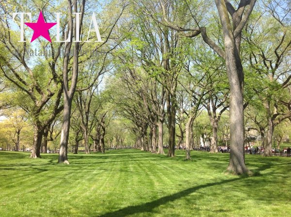 Весенние деревья. Центральный парк, Манхэттен