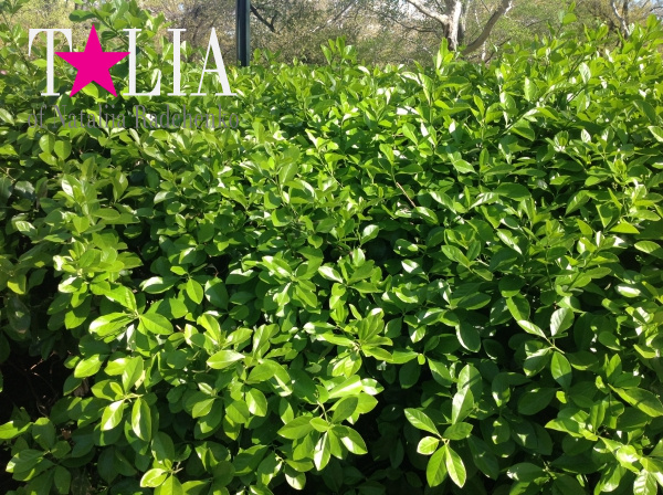 Такой нереальный зеленый цвет возможен только весной! Центральный парк, Манхэттен