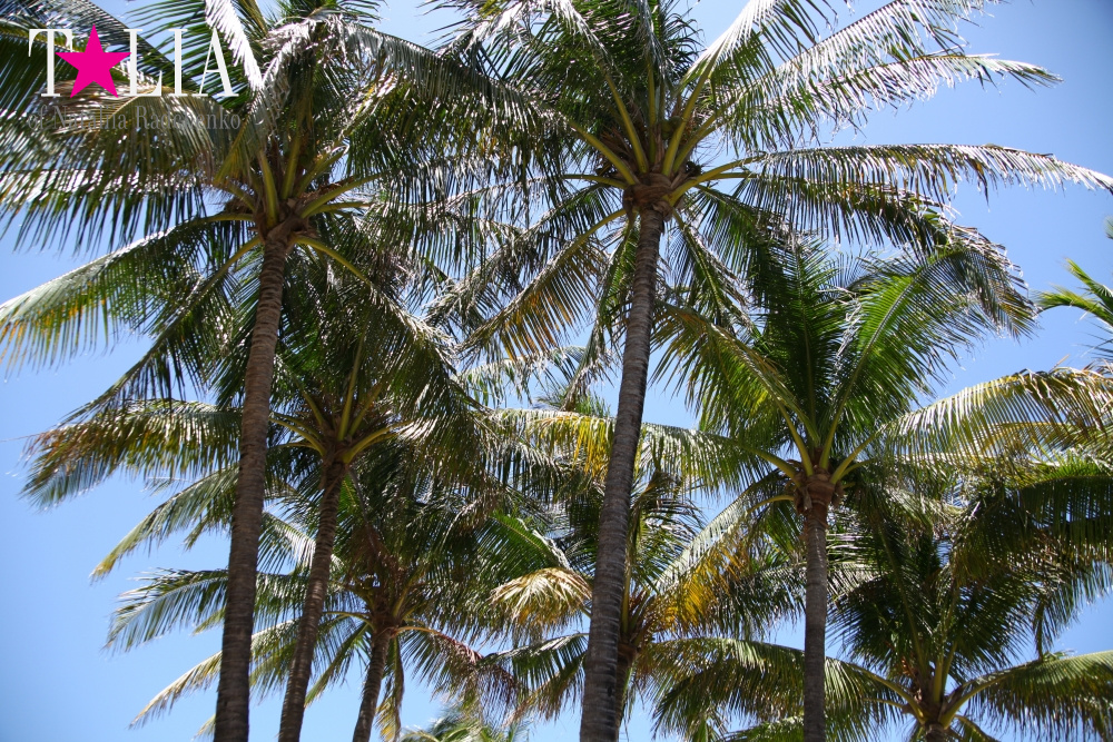 Парк Люммус на Майами Бич (Lummus Park, South Beach, Miami Beach)