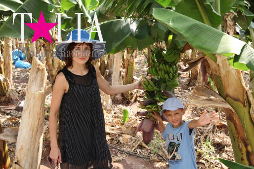 Банановая плантация на Кипре.