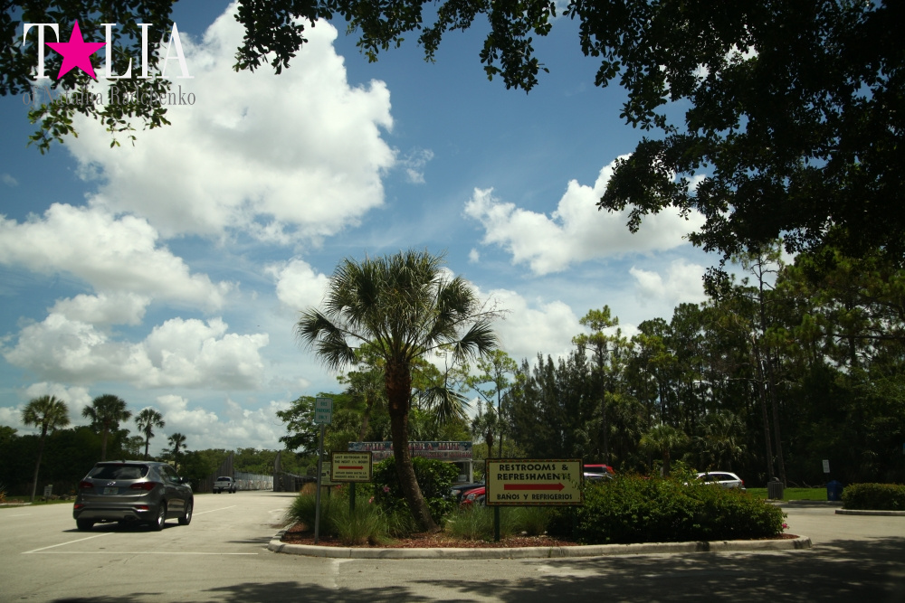 Львиное сафари в Майами (Lion Country Safari)