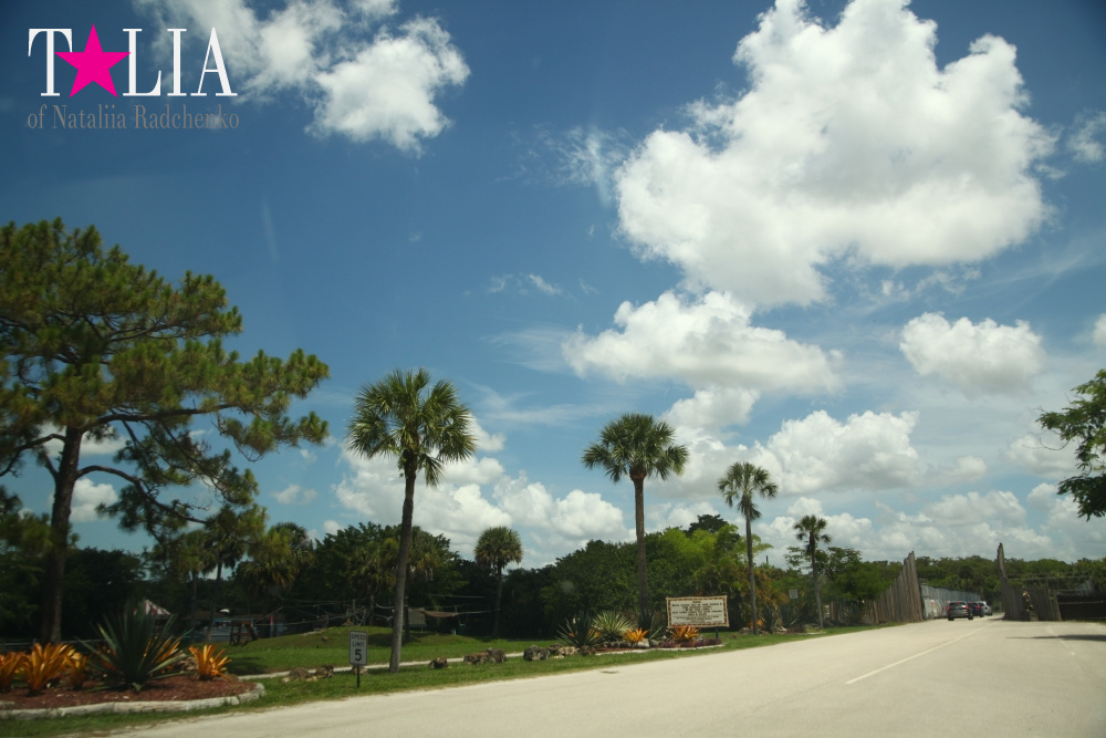 Львиное сафари в Майами (Lion Country Safari)