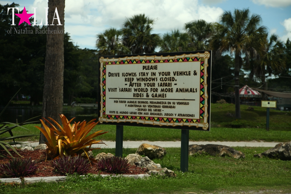 Львиное сафари в Майами (Lion Country Safari)