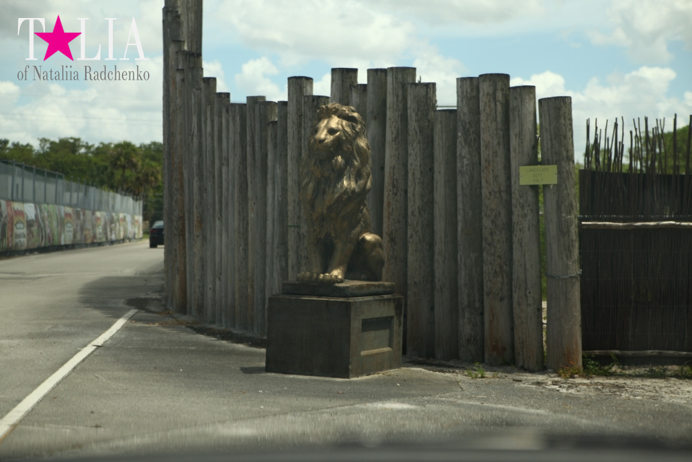 Львиное сафари в Майами (Lion Country Safari)